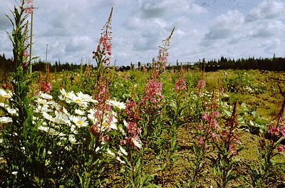 Foto: Ingo Guttmann, "Blumen an der Trasse"